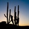 Silhouettes of columnar cacti with back light