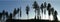 Silhouettes of coniferous treespredominantly firs on a horizon at dusk