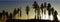 Silhouettes of coniferous treespredominantly firs on a horizon at dusk
