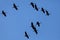 Silhouettes of cranes