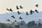 A silhouettes of cranes in flight.