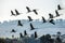 A silhouettes of cranes in flight. Flock of cranes at sunrise.