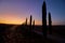 Silhouettes of cypress trees around the road against the orange-blue evening sky. A typical landscape element of Tuscany.