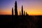 Silhouettes of cypress trees around the road against the orange-blue evening sky. A typical landscape element of Tuscany.