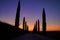 Silhouettes of cypress trees around the road against the orange-blue evening sky. A typical landscape element of Tuscany.