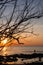 Silhouettes of dead trees on the beach and colorful skies on a sunset background