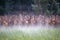 Silhouettes of deer alert and watching at the top of a hill in Canterbury, New Zealand