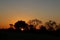 Silhouettes of different trees at sunset, cool for background