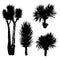 Silhouettes of different types of Yucca