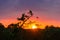 Silhouettes of dill stems and inflorescences against the setting sun