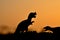 The silhouettes of dinosaurs