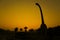 Silhouettes of dinosaurs