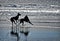 Silhouettes of Dogs on a Beach