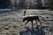 Silhouettes of dogs in the morning winter sun