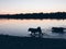 Silhouettes of dogs walking on water at night