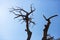 Silhouettes of dry bare trees in the sunbeams