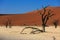 Silhouettes of dry hundred years old trees in the desert among red sand dunes. Unusual surreal alien landscape with dead