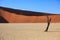 Silhouettes of dry hundred years old trees in the desert among red sand dunes. Unusual surreal alien landscape with dead