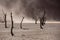 Silhouettes of dry hundred years old trees in the desert among red sand dunes and whirlwind. Unusual surreal alien