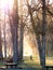 Silhouettes of elderly people walking in the park in the mist of the golden hour, magical moment. Not recognizable.