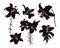 Silhouettes of elegant lily flowers on a stem with leaves and buds. Black outline on white background