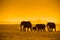 Silhouettes of elephants