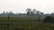 Silhouettes of farmers and duck breeders in the middle of the rice fields