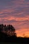 Silhouettes of fir trees on a sunset sky filled with dense clouds pink orange and blue