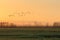 Silhouettes of a flock of gees flying at sunrise in front of the skyline of Rotterdam.