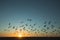 Silhouettes flock of seagulls over the Atlantica during amazing sunset.