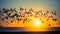 Silhouettes flock of seagulls over the Ocean. Nature.