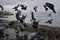 Silhouettes flock of seagulls over the Sea