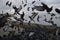 Silhouettes flock of seagulls over the Sea.