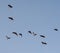 Silhouettes of a flock of storks in the blue sky
