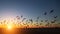 Silhouettes of flocks of gulls on the ocean beach during the sunset.