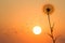 Silhouettes of flying dandelion seeds on the background of the sunset sky. Nature and botany of flowers