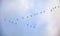 Silhouettes of flying flock of swans in the autumn sky