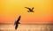 The silhouettes of a flying seagull and tern. Red sunset sky background.