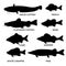 Silhouettes of freshwater fishes