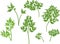 Silhouettes of green parsley leaves