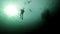 Silhouettes of a group of divers underwater of Barents Sea.