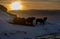 Silhouettes of a herd of Icelandic horses eating grass with the snowy ground at sunset, under a cloudy sky and orange by the first