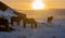 Silhouettes of a herd of Icelandic horses eating grass with the snowy ground at sunset, under a cloudy sky and orange by the first