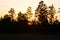 Silhouettes of high forest trees before the pinkish sunlight of the rising sun