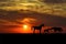 Silhouettes of horse family at sunset