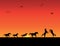 Silhouettes of horses, sunset