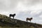 Silhouettes of Icelandic horses standing on the hill, Iceland