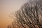 Silhouettes of leafless branches with sunset sky