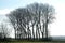 Silhouettes of leafless trees in an winter agricultural landscape