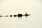 Silhouettes of a line of stones in calm water, a gull has taken seat